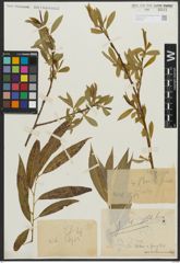 Foto von Salix alba L. x Salix fragilis L.